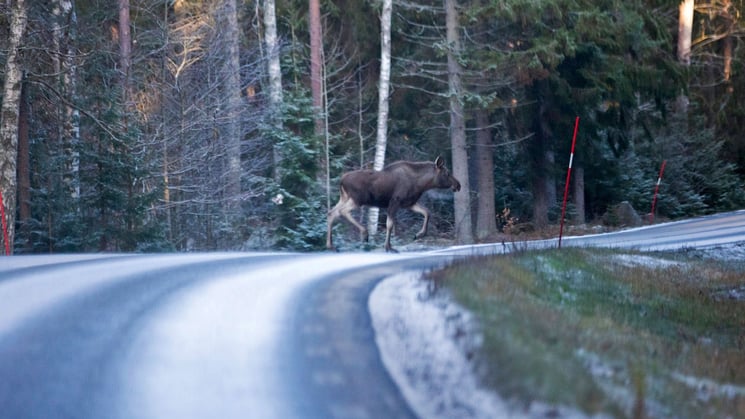 älg på vintrig väg