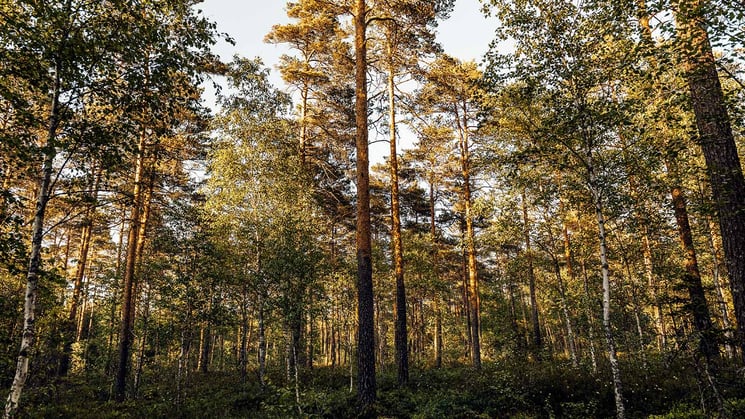 Blandskog