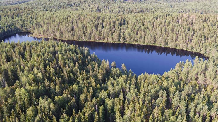 flygfoto över skog och sjö