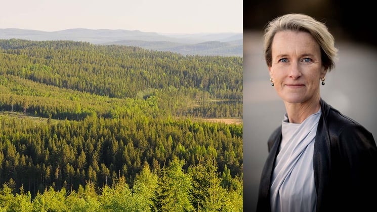 skogslandskap ranasjöhöjden ramsele och viveka beckeman