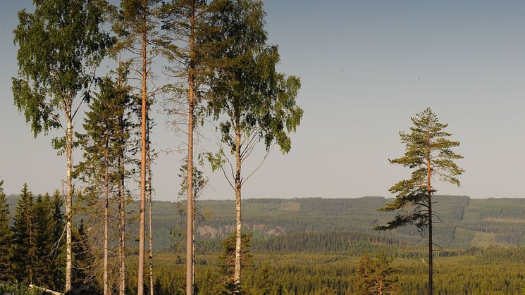 Skogslandskap Ranasjöhöjden Ramsele