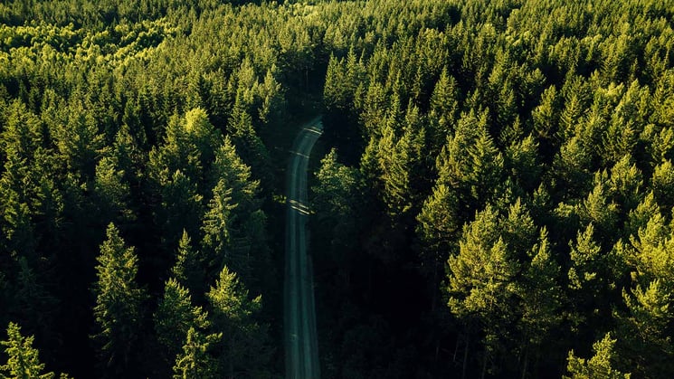 väg som går genom skogen