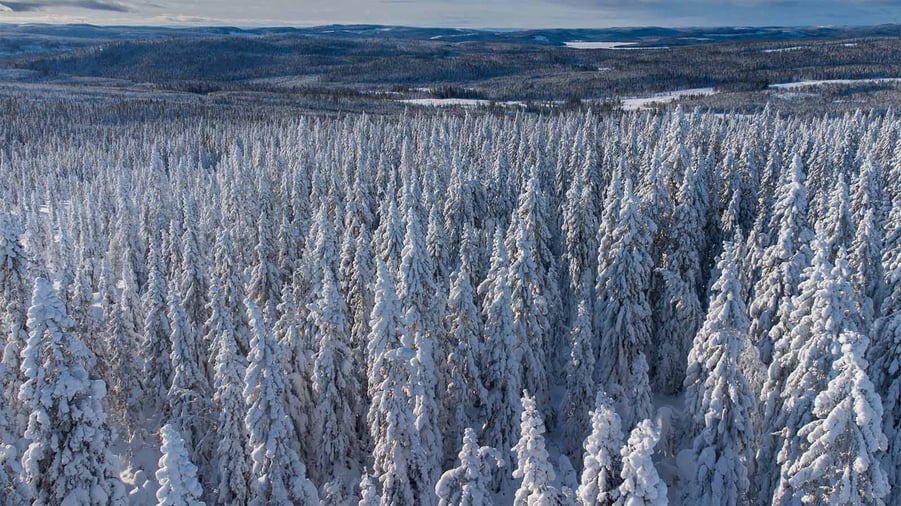 vinterskog