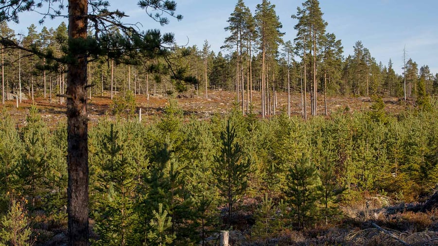 skog i olika åldrar som växer