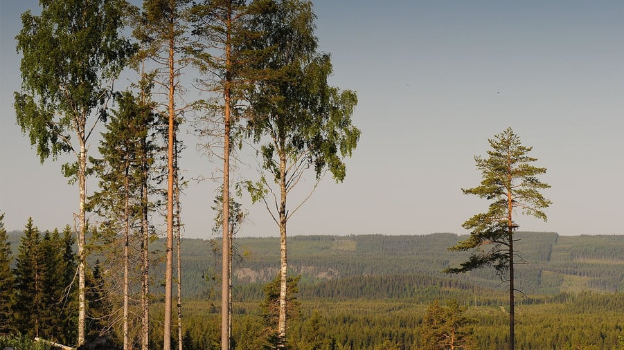 Skogslandskap Ranasjöhöjden Ramsele