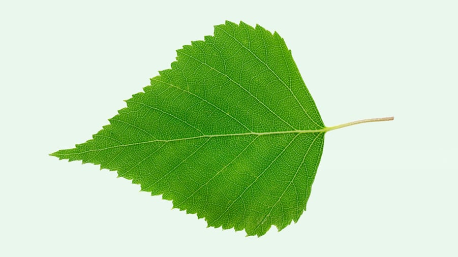 Björklöv på grön bakgrund