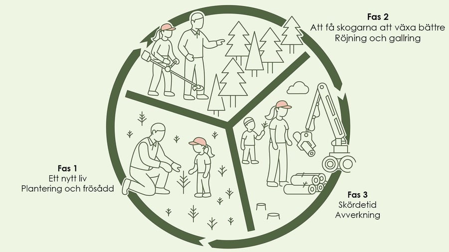 trakhyggesbrukets tre faser, plantering och frösådd, röjning och gallring samt avverkning