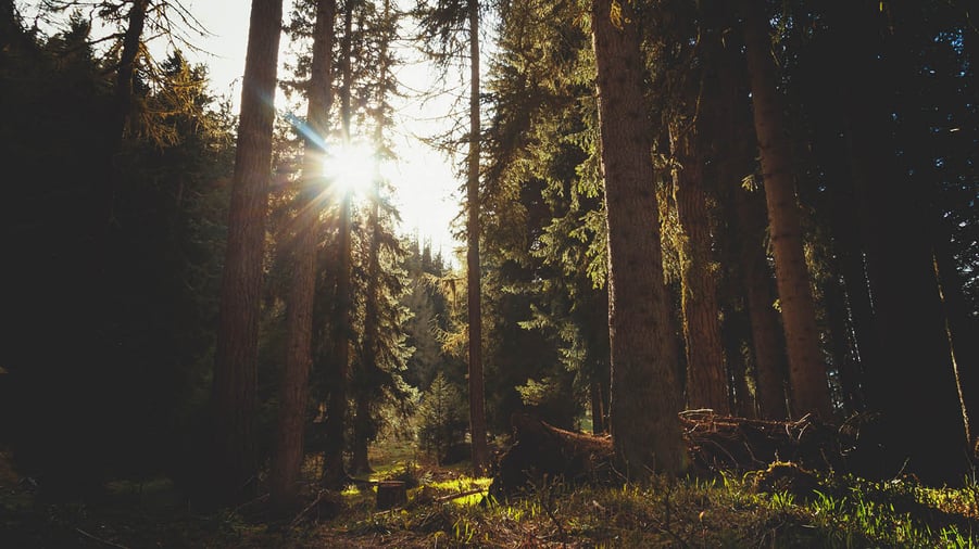 Skog solglimt