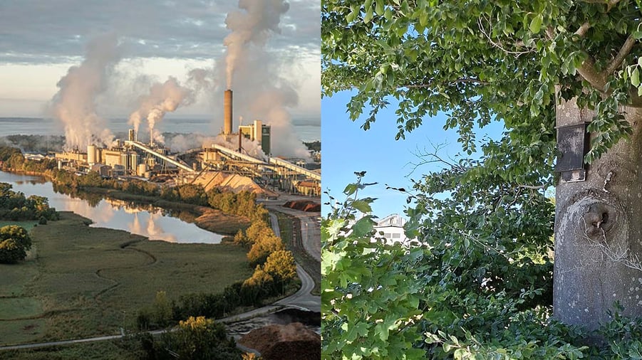 södra massabruk och en fladdermusholk