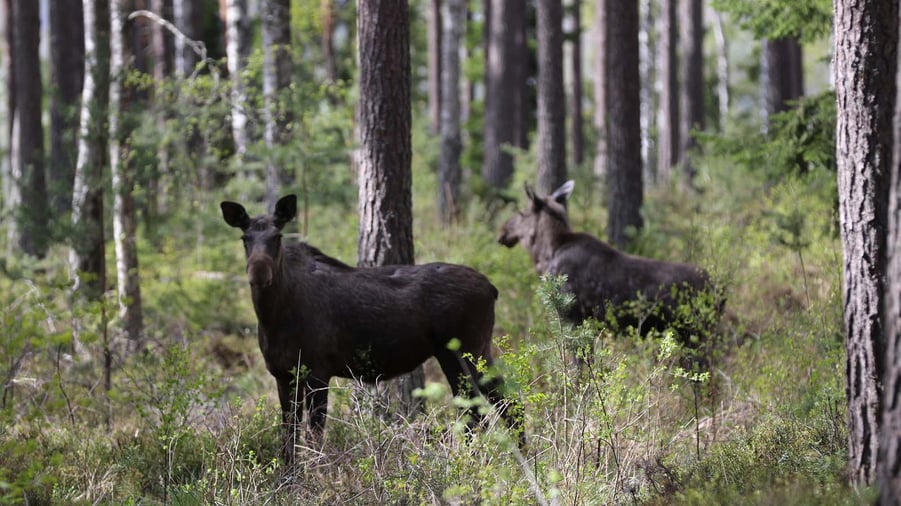 två älgar i skogen