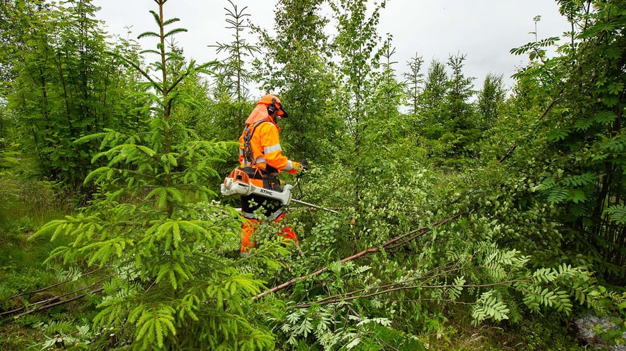 gallring i skogen