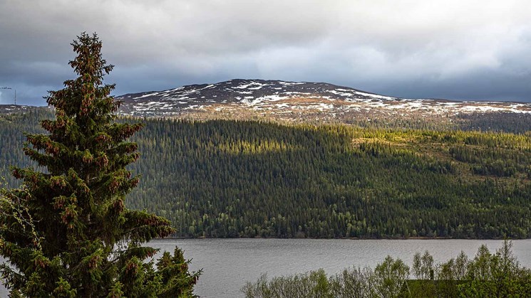 sjö och skog