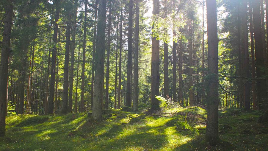 tallskog och mossa