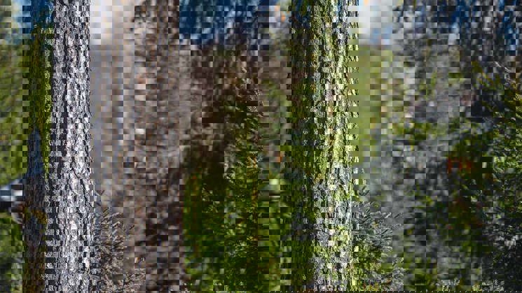 trädstam i granskog