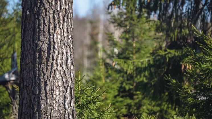trädstam i granskog