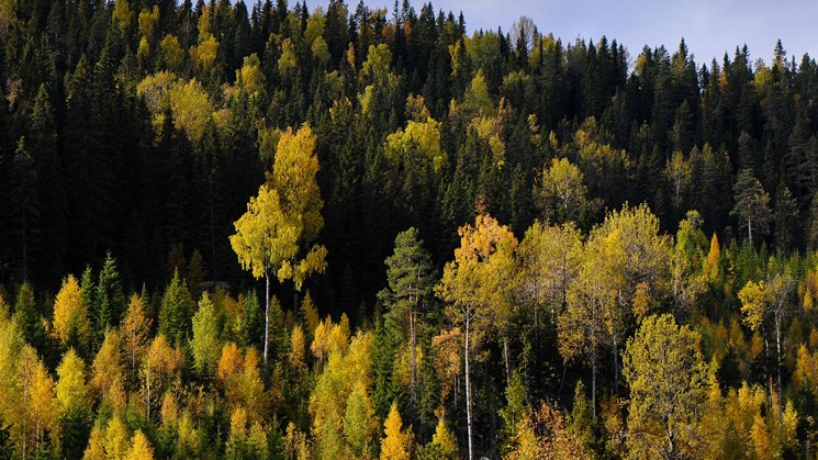 höstskog
