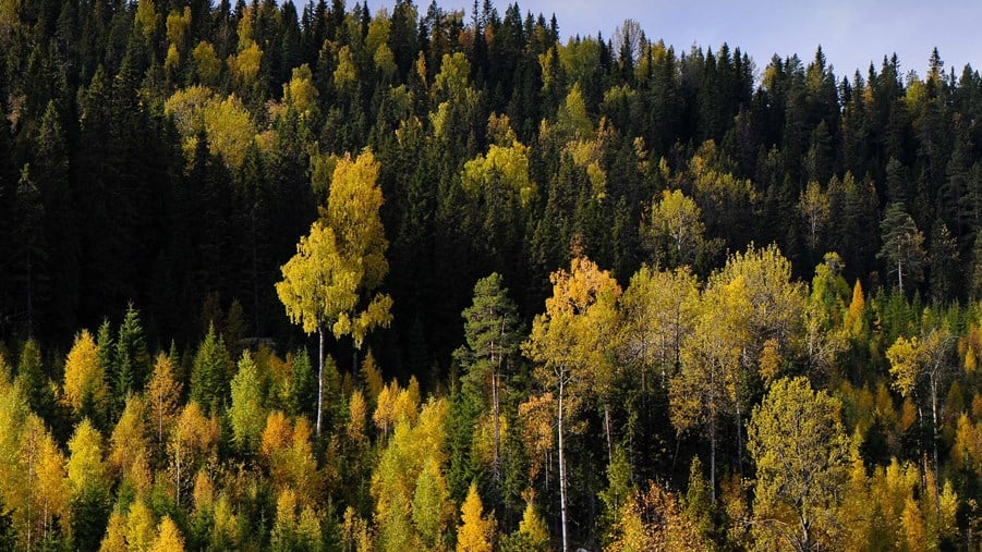 höstskog