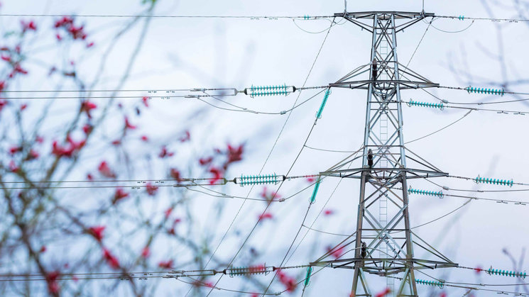 kraftledning bakom kvistar
