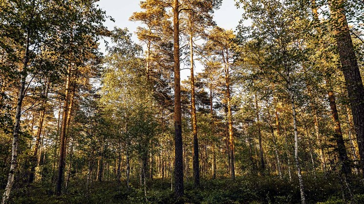 Blandskog