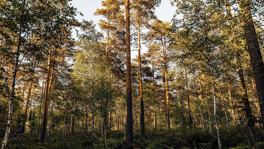Blandskog