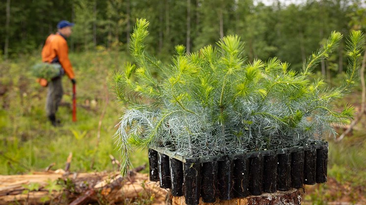 plantering