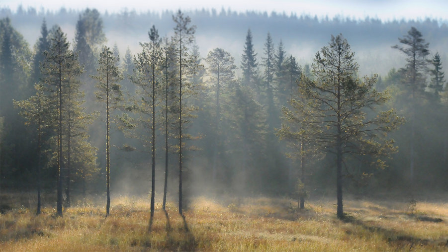 skog i motljus och dimma