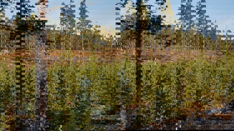 skog i olika åldrar som växer