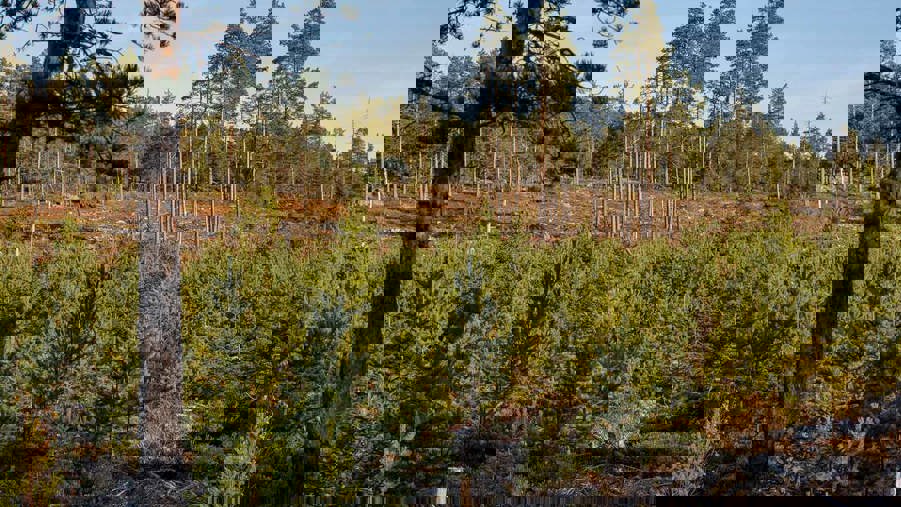 skog i olika åldrar som växer