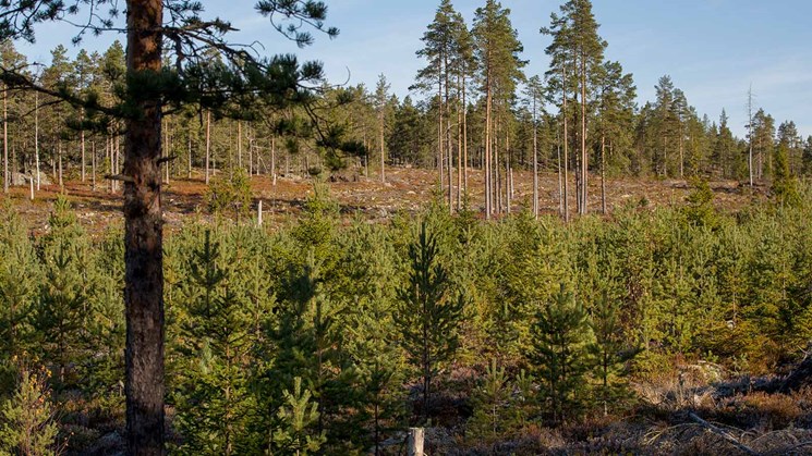 skog i olika åldrar som växer