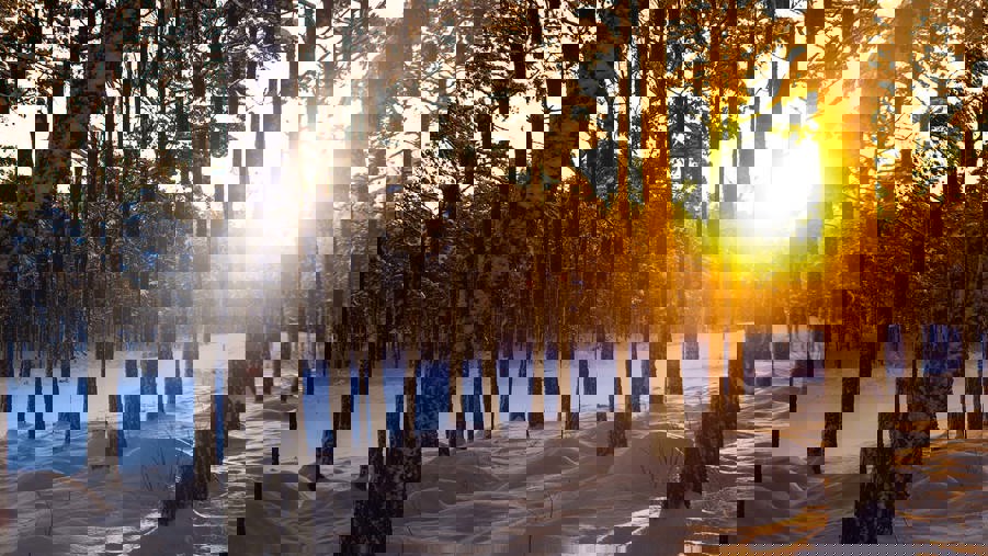 vinterskog i skymning