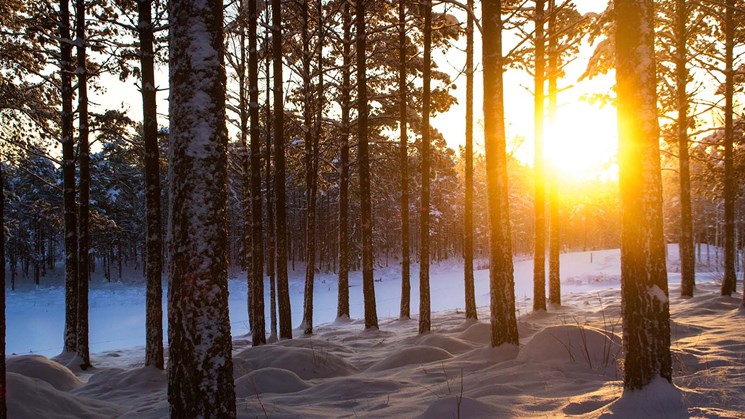 vinterskog i skymning