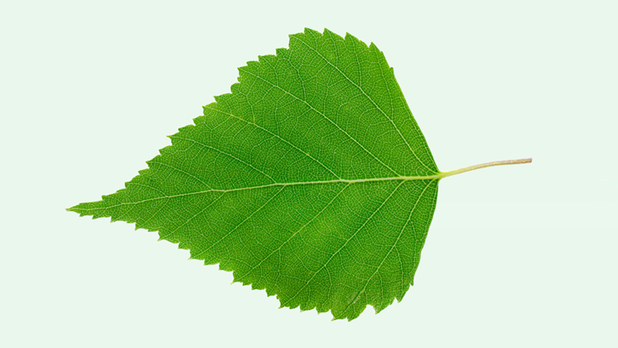 Björklöv på grön bakgrund