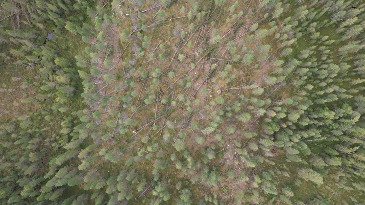 flygbild på fallna trä i skog