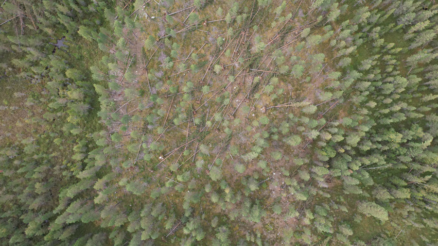 flygbild på fallna trä i skog