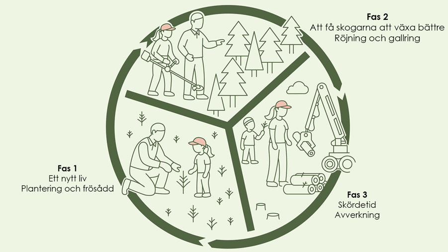 trakhyggesbrukets tre faser, plantering och frösådd, röjning och gallring samt avverkning