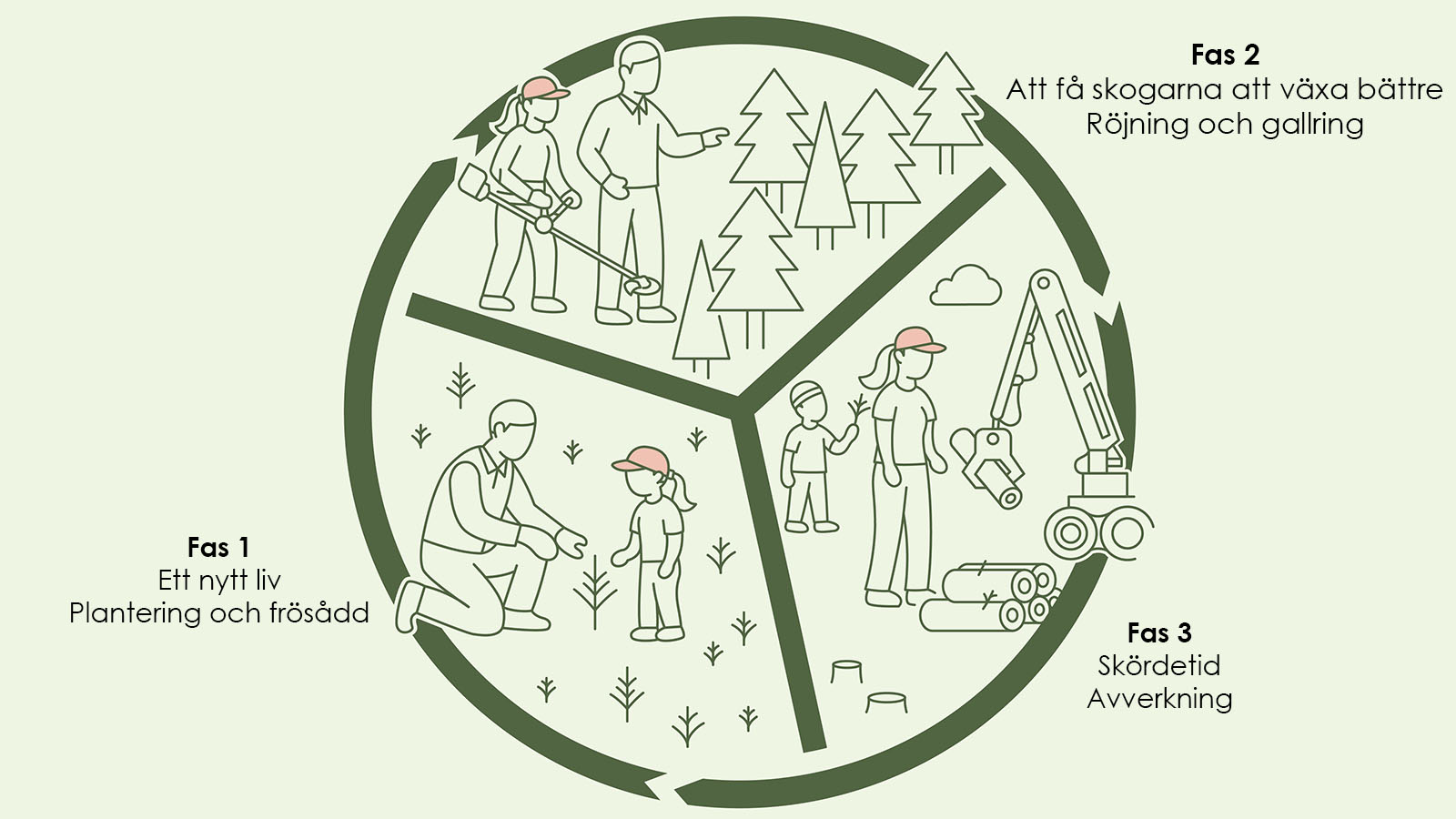 trakhyggesbrukets tre faser, plantering och frösådd, röjning och gallring samt avverkning