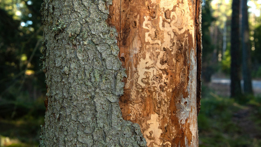 granbarkborreskadat träd