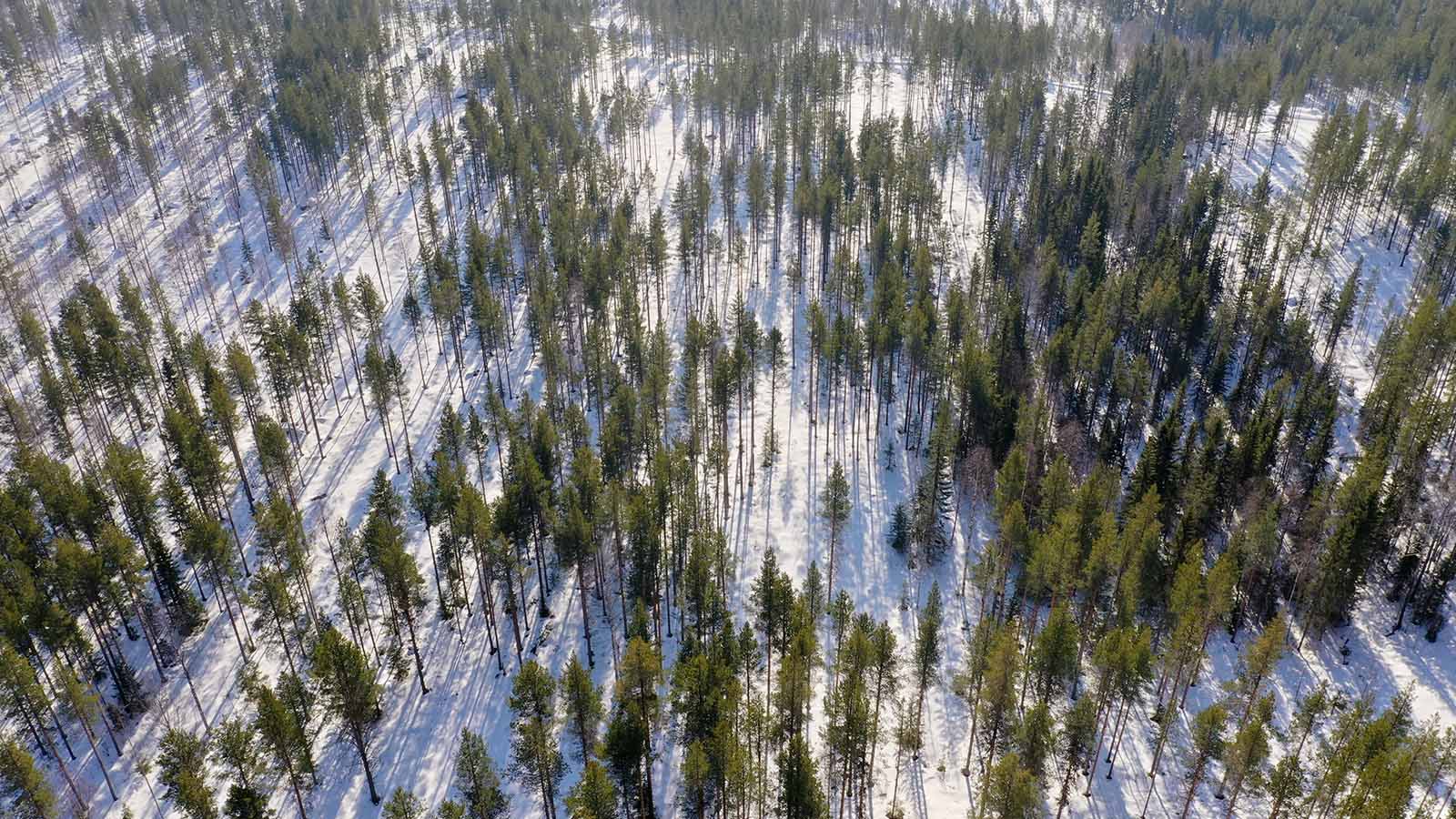 Continuous cover forestry - Swedish Forest Industries Federation