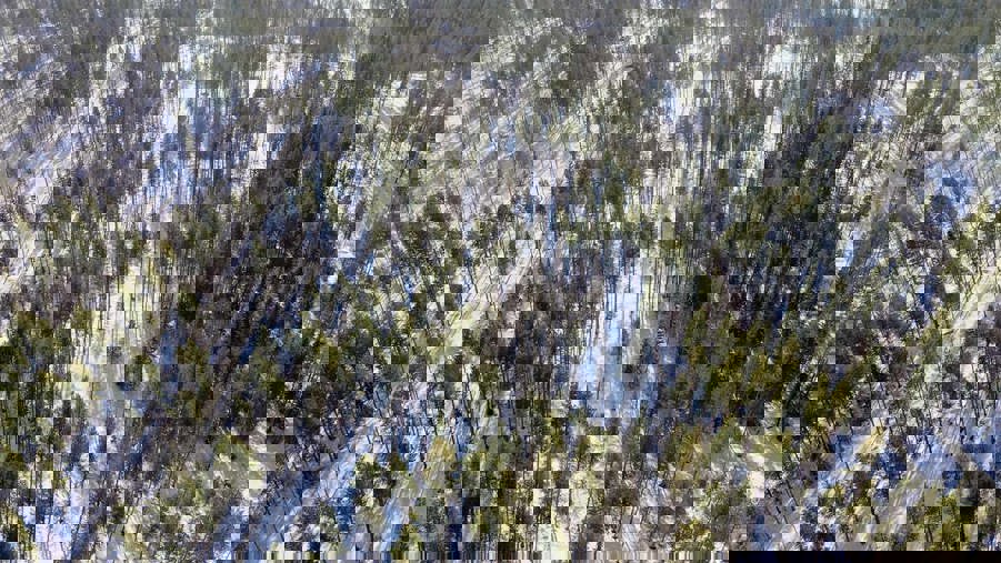 luckhuggning i tjäderberget