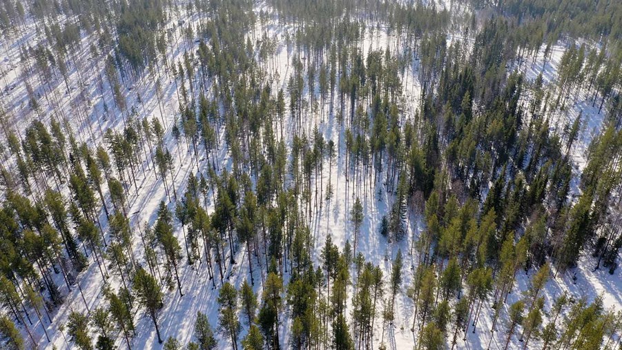 luckhuggning i tjäderberget