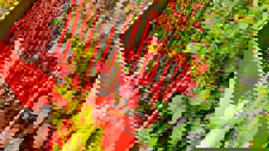 bärplockning i skogen