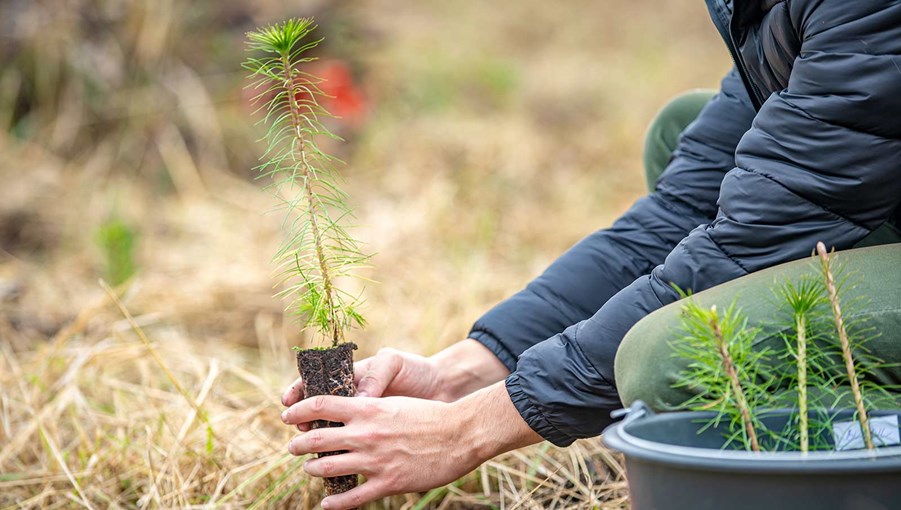 händer som håller i en granplanta som ska planteras
