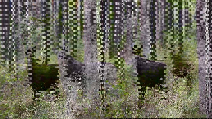 två älgar i skogen