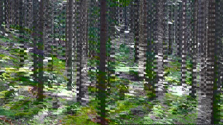 skog som står i backe med mossa på marken