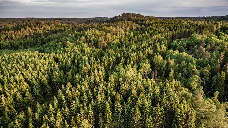 flygfoto över skog