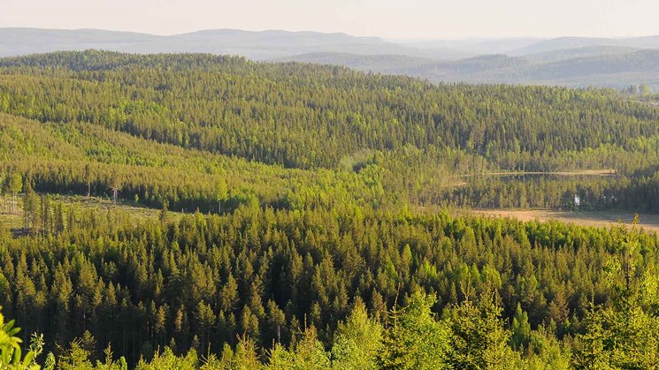 skogslandskap ranasjöhöjden ramsele